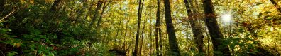 Forêt de Notre-Dame et de la Grange, attention à la chasse